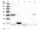 Anti-Rat IgG (H&L)  (Biotin Conjugated) Pre-Adsorbed Secondary Antibody